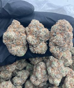 Black Truffle Strain