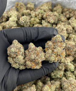 Julius Caesar Strain