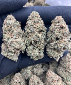 Kirkland Glue Strain