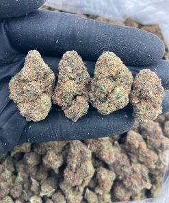 Modified Gelato Mediums Strain