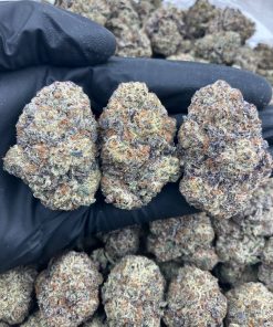 Most Oreo Blizzard Strain