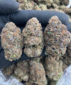 Sharklato (seeded) Strain