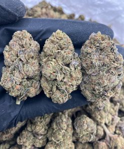 Warhead Gelato Strain