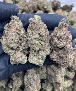 Zerbert x Gusher Strain