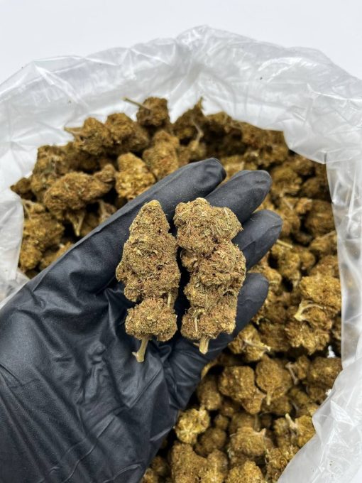 Blue Dream Strain