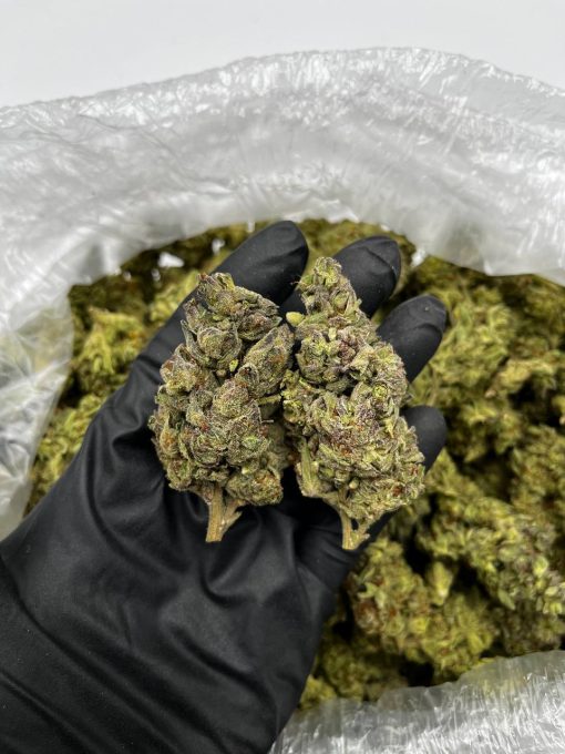 Dream Queen strain