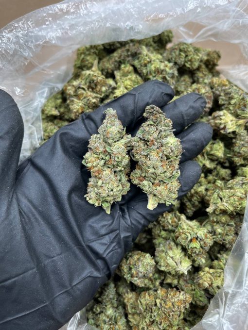 Gelato 33 strain