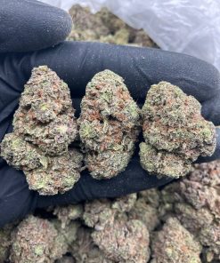 Gelato Welch's Strain