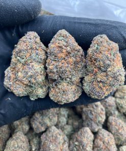 Gelato X Cereal Strain