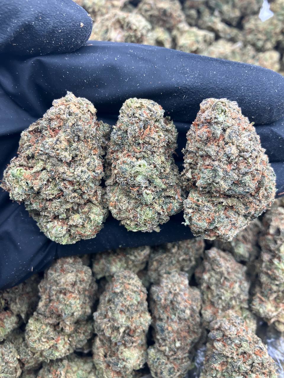 Gusher Smash Starin Gusher Smash Starin