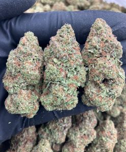 Ice Cream Sherbert Strain