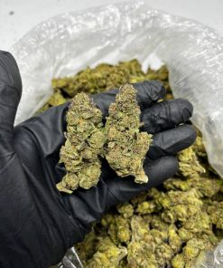 Italian Jealousy Strain