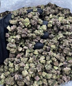 Jet Fuel Gelato Smalls strain