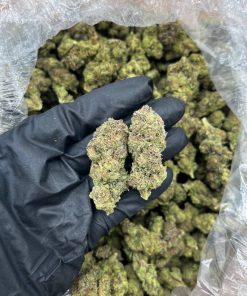 King Of Mendo strain