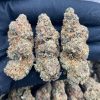 Memphis Mac1 Strain