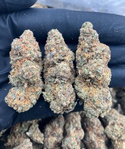 Memphis Mac1 Strain