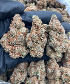 Pineapple Punch Strain