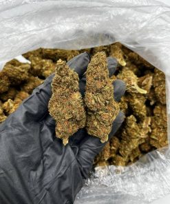 Purple Gelato strain