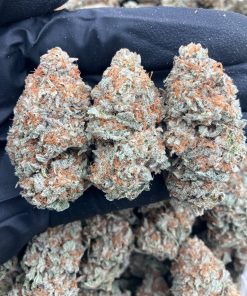 Russian Truffles Strain