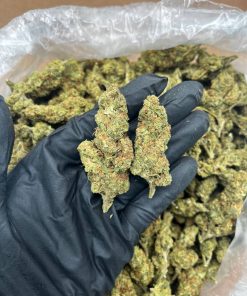 Sherbert King strain