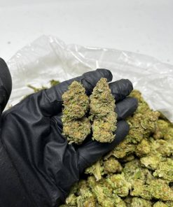 Strawberry Dosi Strain