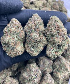 Strawberry Sherbert Strain