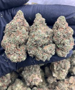 Trolli Gelato Strain