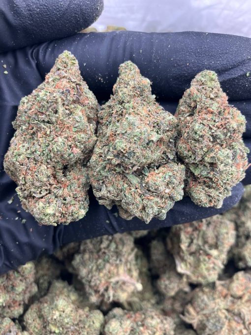 Trolli Gelato Strain