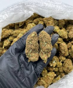 White Gushers Strain